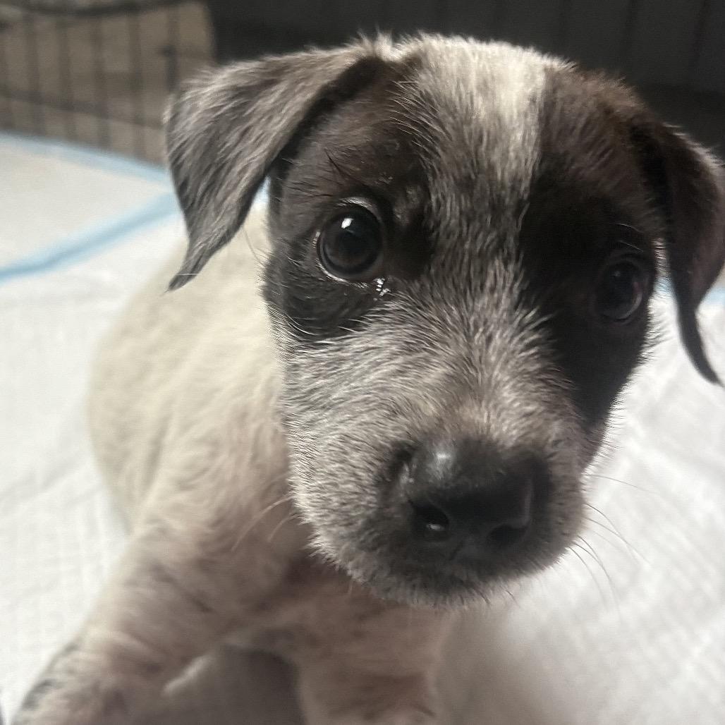 Chen (COH-A-67935, a Adoptable Mixed Breed in Volcano, HI image 5/6