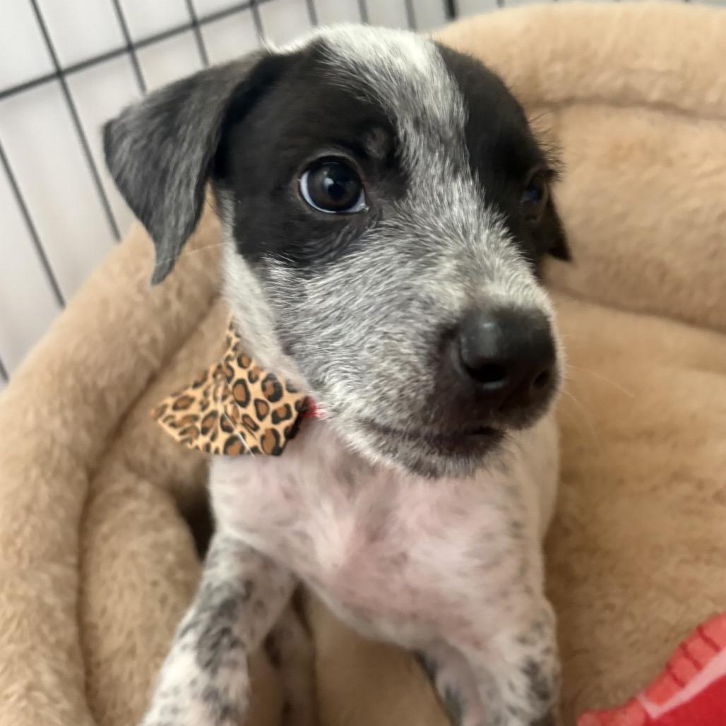 Chen (COH-A-67935, a Adoptable Mixed Breed in Volcano, HI image 6/6