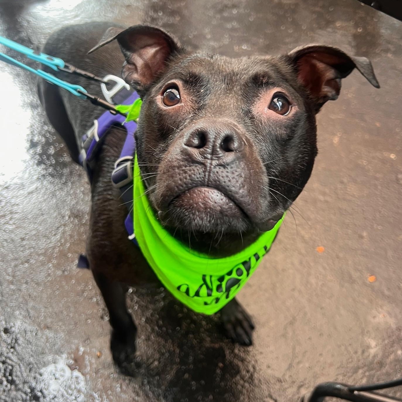 Enlarge Phil, a Adoptable mixed breed in Oak Park, MI image 2/6