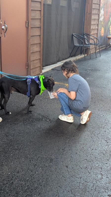 Enlarge Phil, a Adoptable mixed breed in Oak Park, MI image 5/6