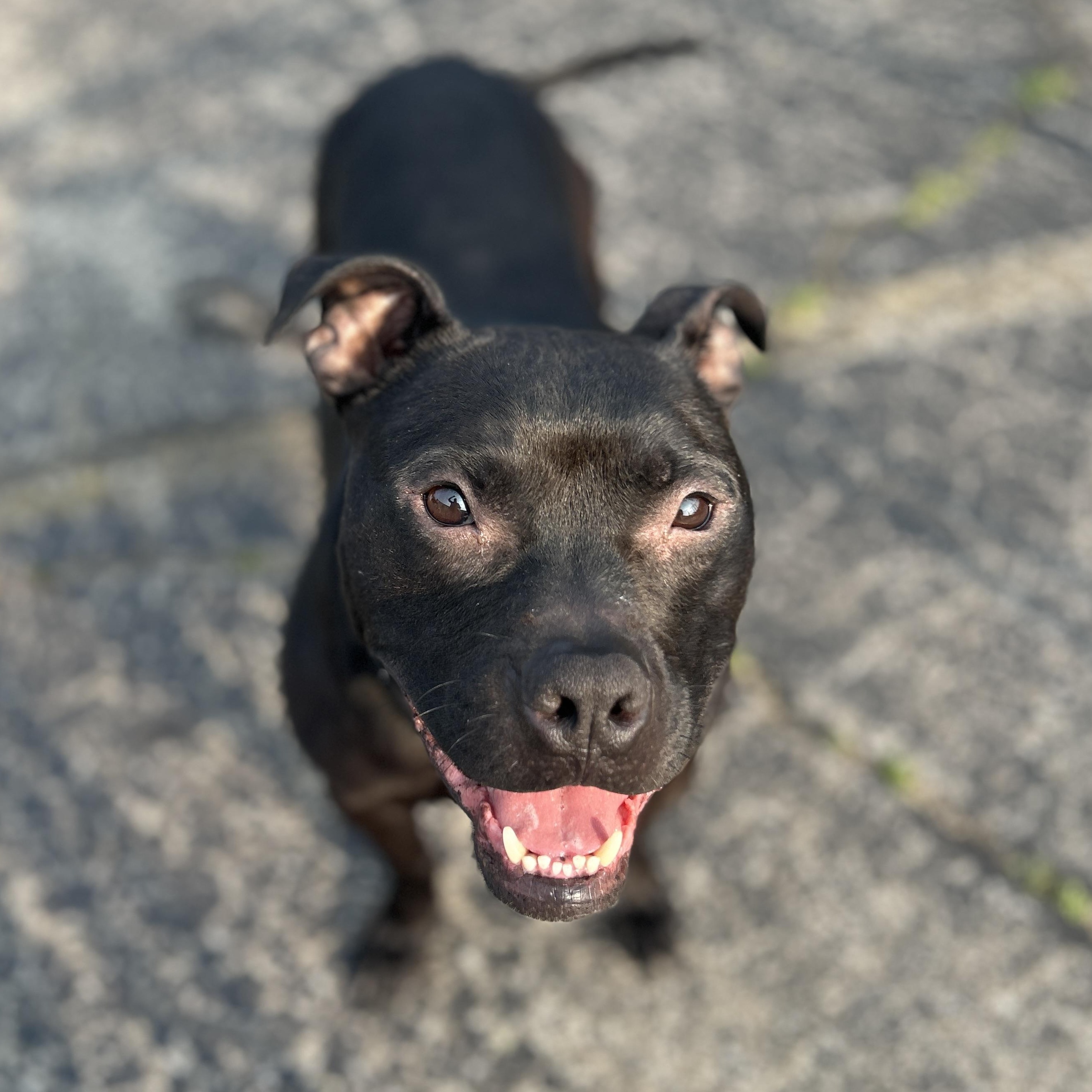 Phil, Young Male Pit Bull Terrier
