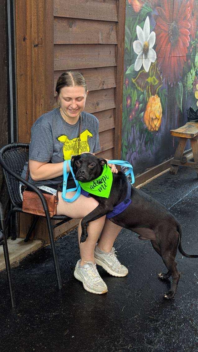 Enlarge Phil, a Adoptable mixed breed in Oak Park, MI image 6/6