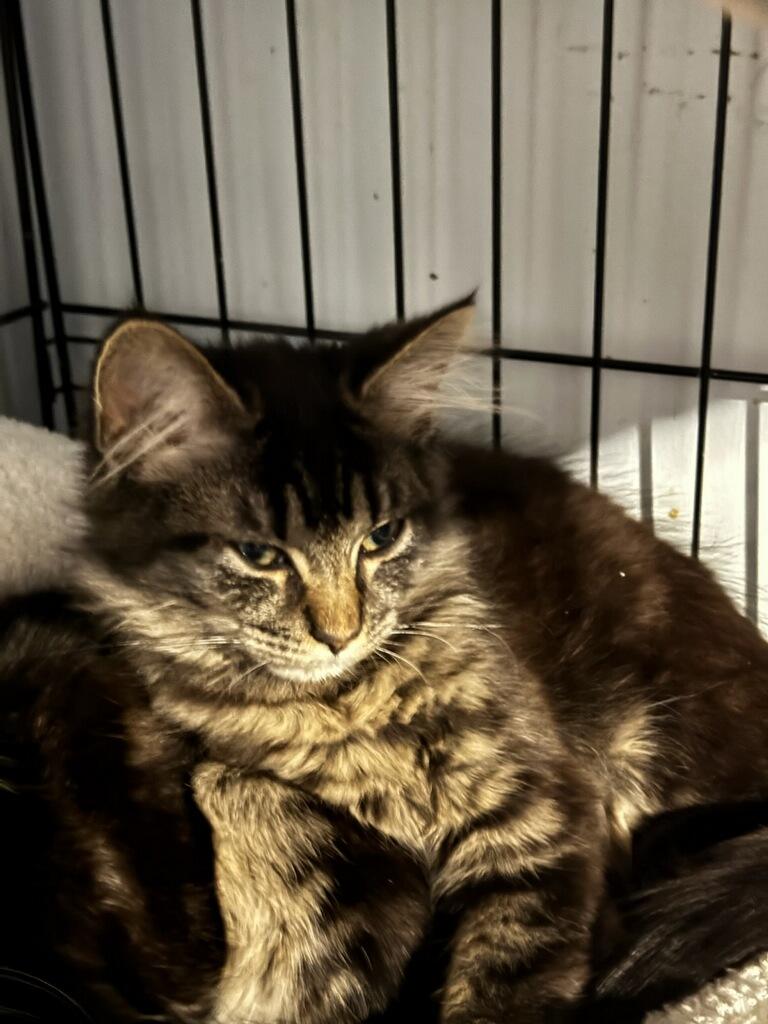 Nebula, Adopted, Kitten Female Domestic Long Hair.