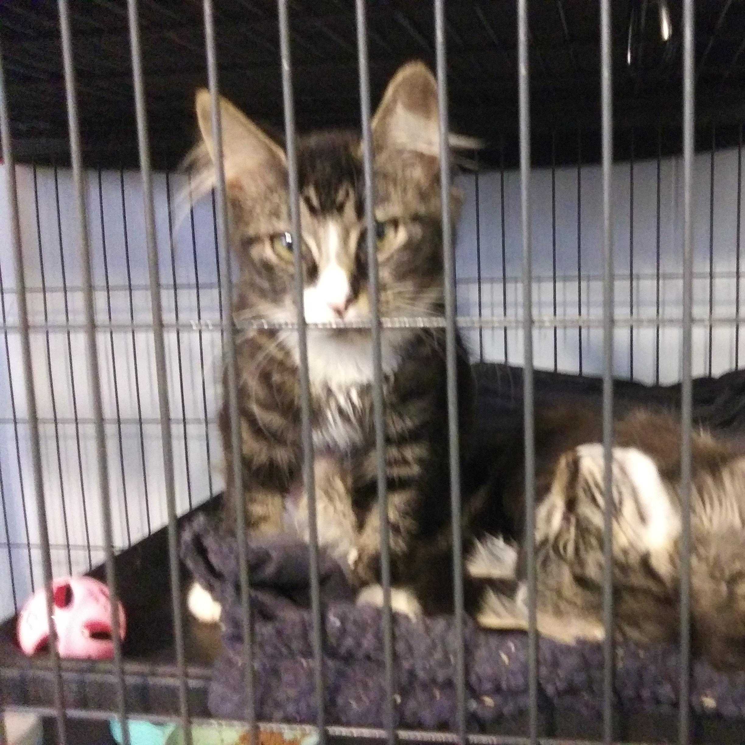 Enlarge Nebula, a Adopted Domestic Long Hair in Port Wentworth, GA image 5/5