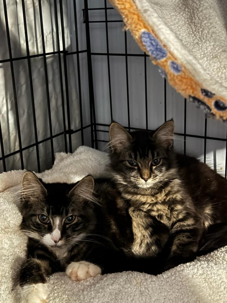 Enlarge Nebula, a Adopted Domestic Long Hair in Port Wentworth, GA image 2/5