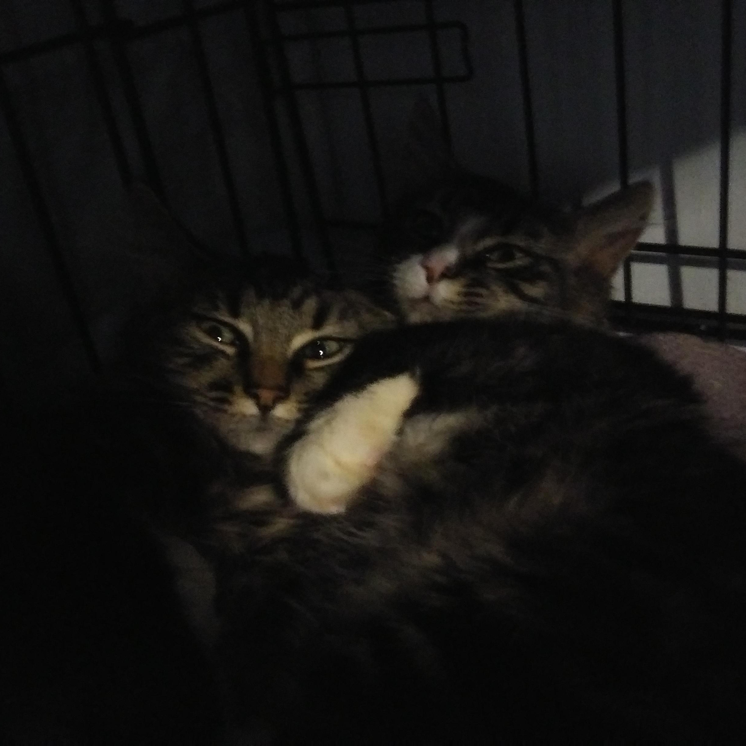 Enlarge Nebula, a Adopted Domestic Long Hair in Port Wentworth, GA image 3/5