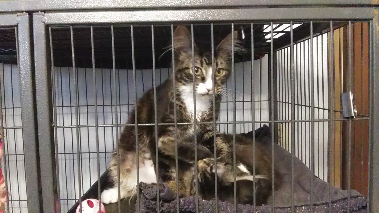 Enlarge Nebula, a Adopted Domestic Long Hair in Port Wentworth, GA video 4/5