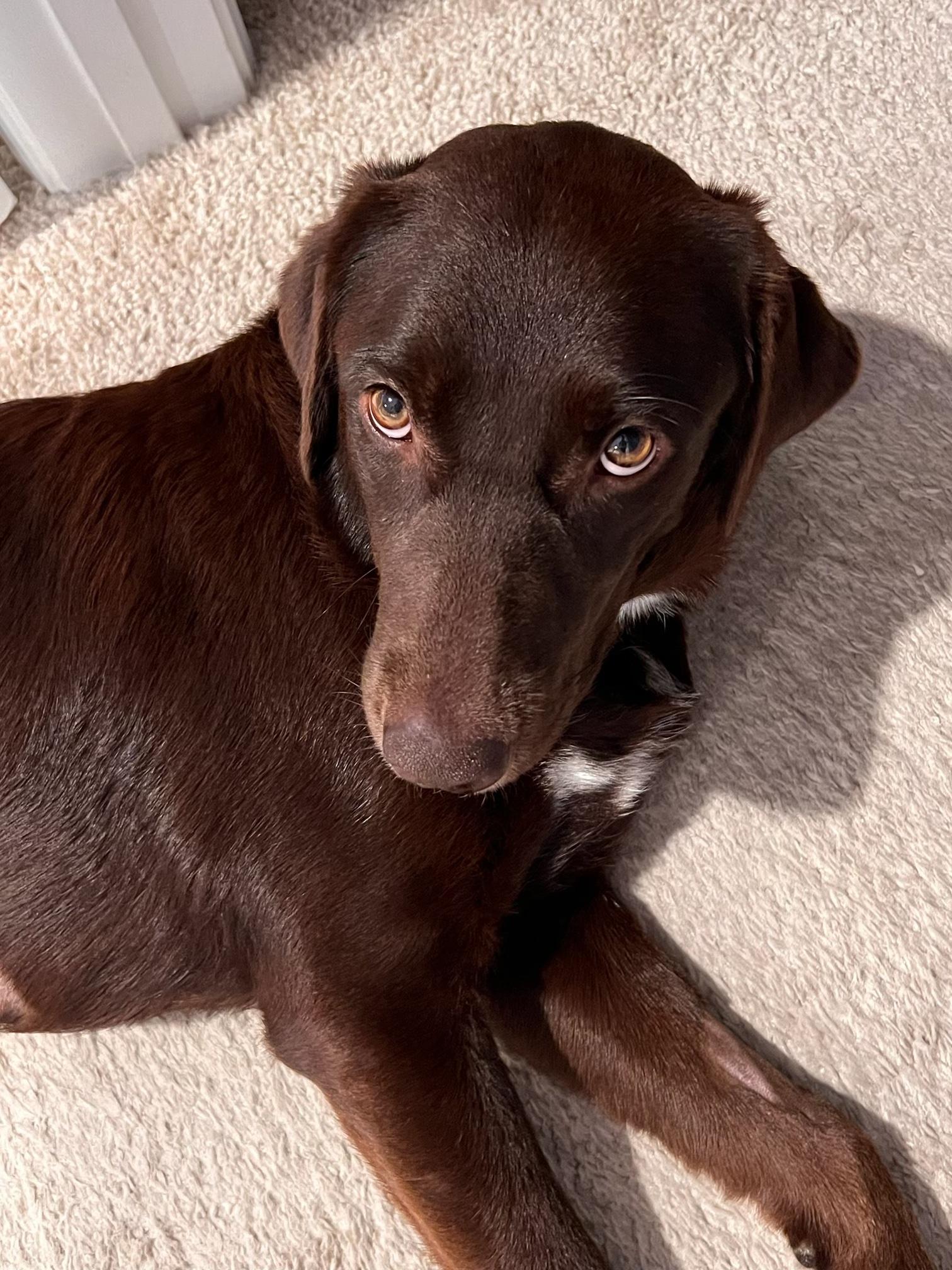 Gemma, a ADOPTABLE Chocolate Labrador Retriever in Los Angeles, CA image 4/4