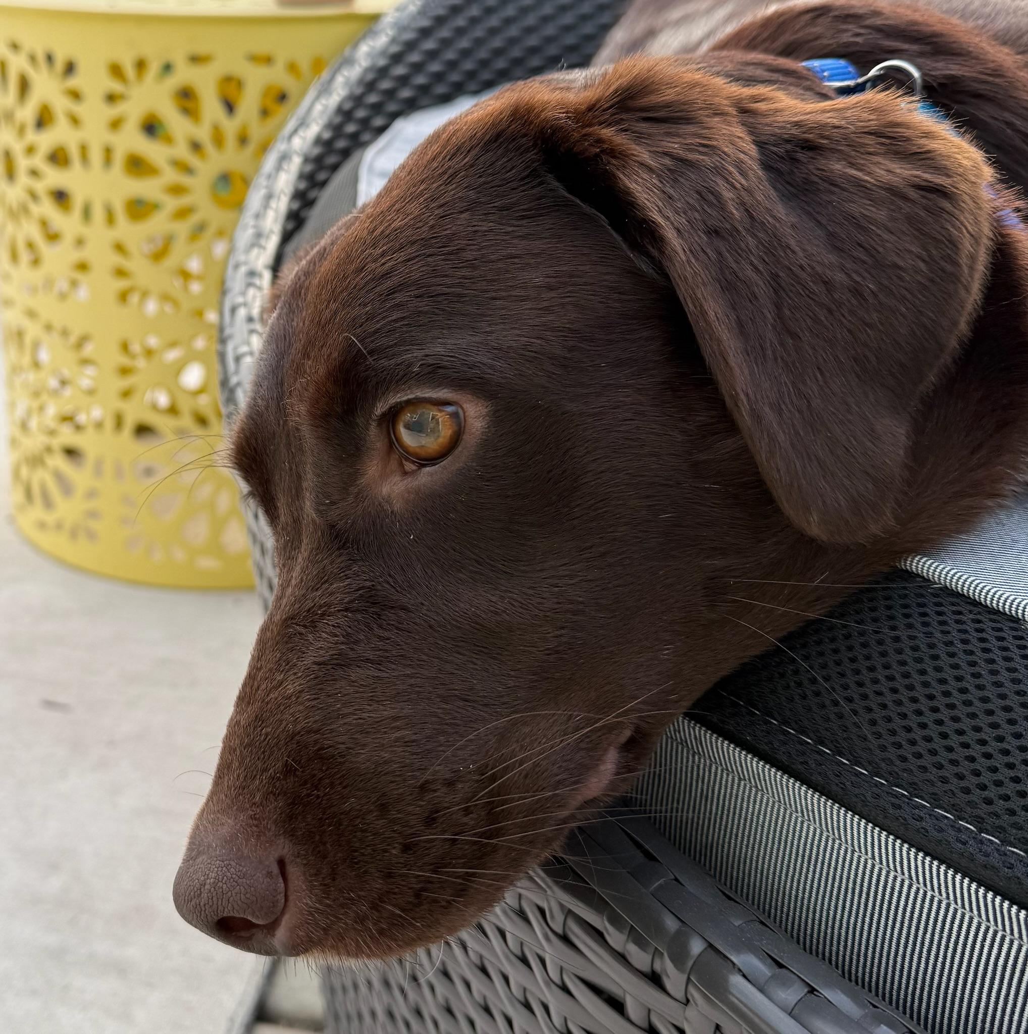 Gemma, a ADOPTABLE Chocolate Labrador Retriever in Los Angeles, CA image 2/4