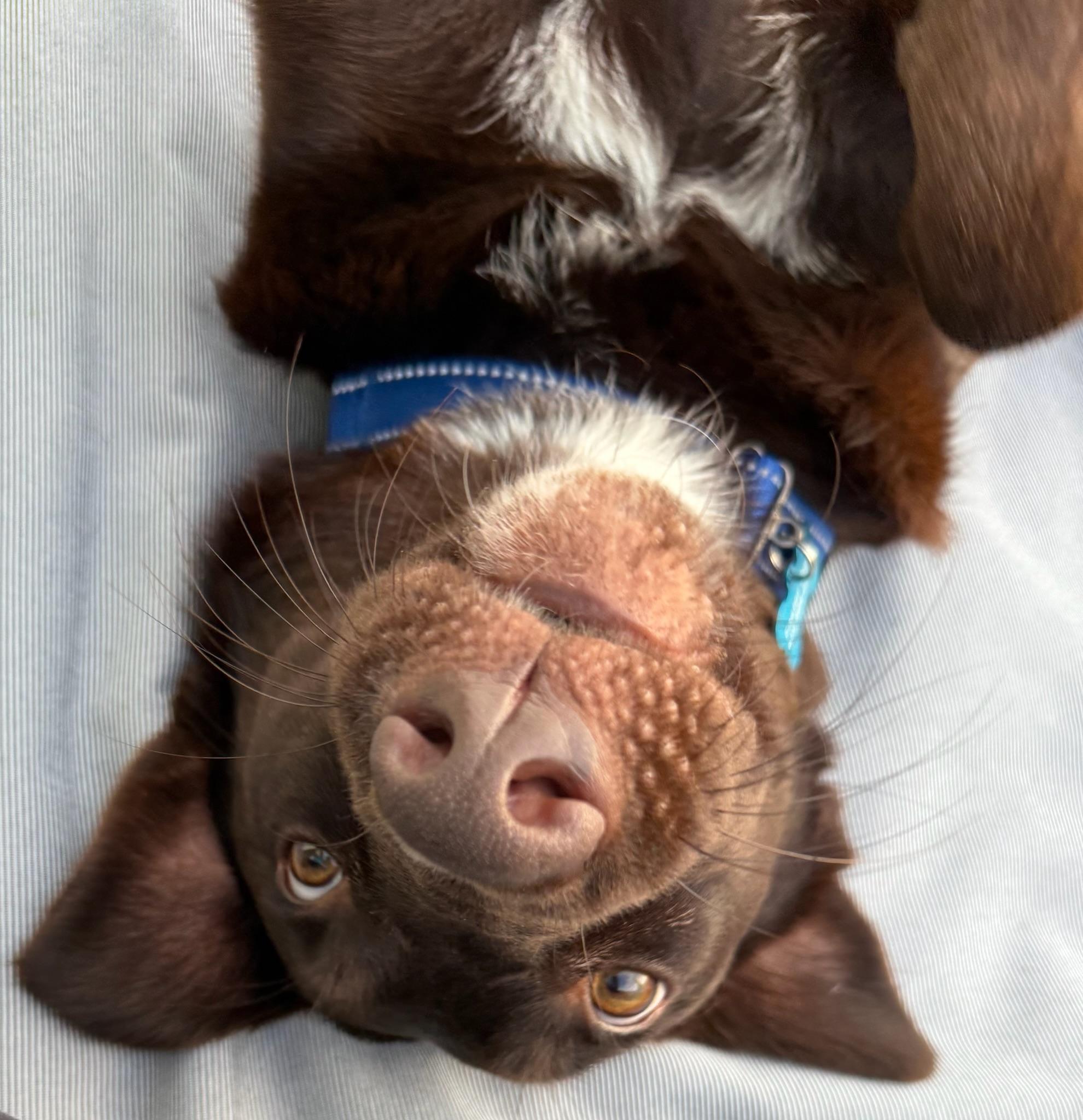Gemma, a ADOPTABLE Chocolate Labrador Retriever in Los Angeles, CA image 3/4
