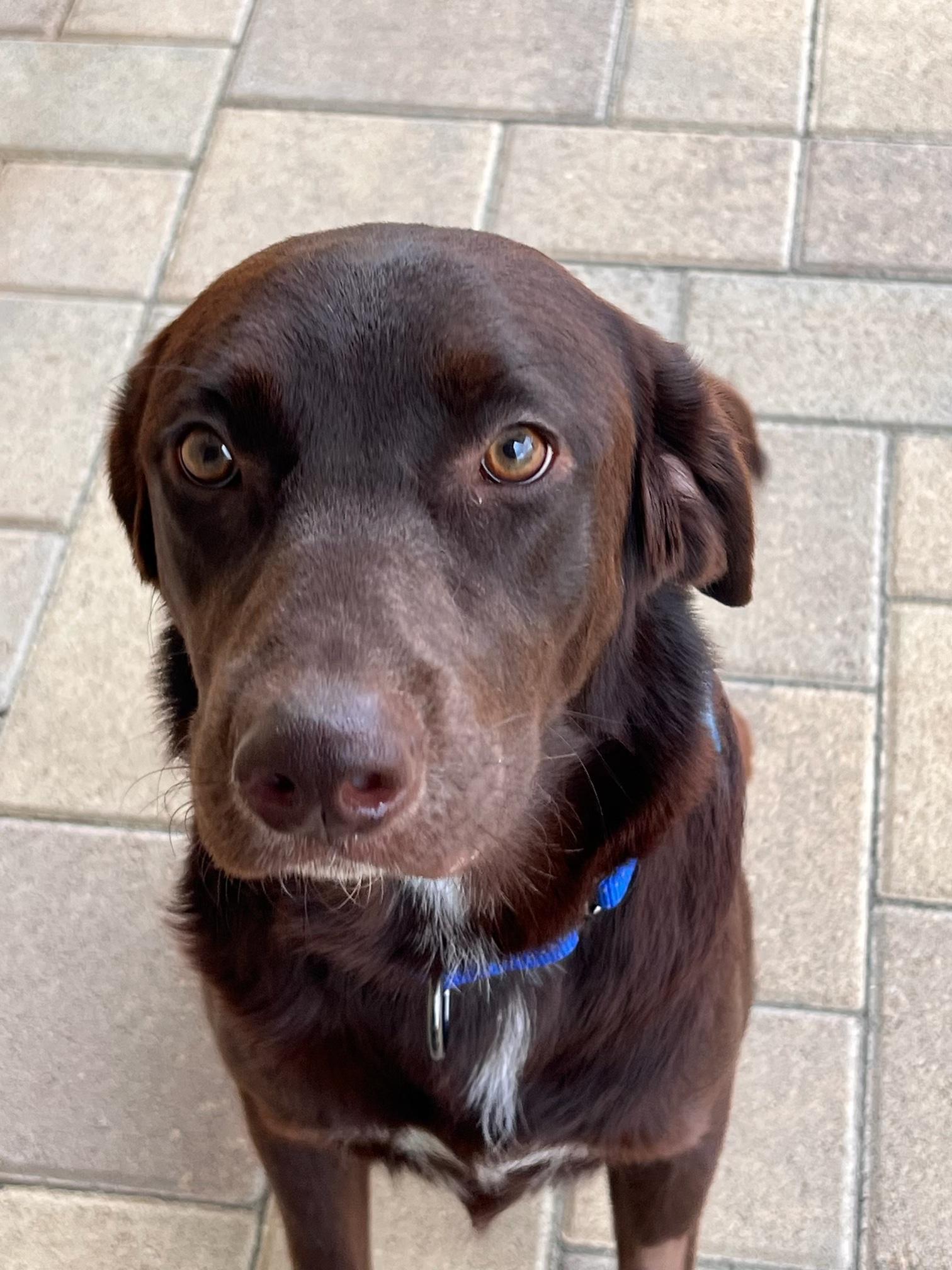 Gemma, ADOPTABLE, Adult Female Chocolate Labrador Retriever.