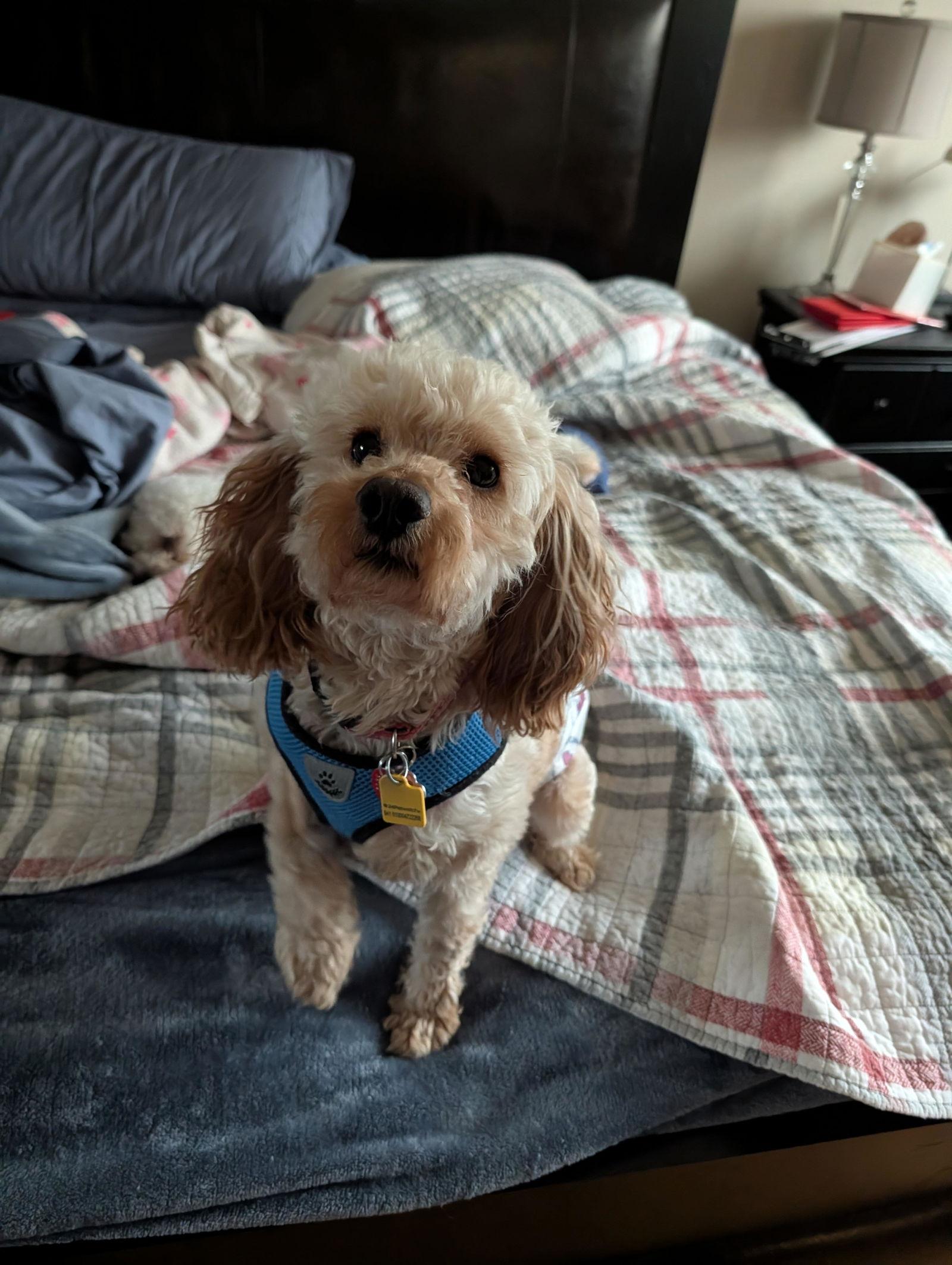 Enlarge Matty, a Adoptable Poodle in Etobicoke, ON image 1/3