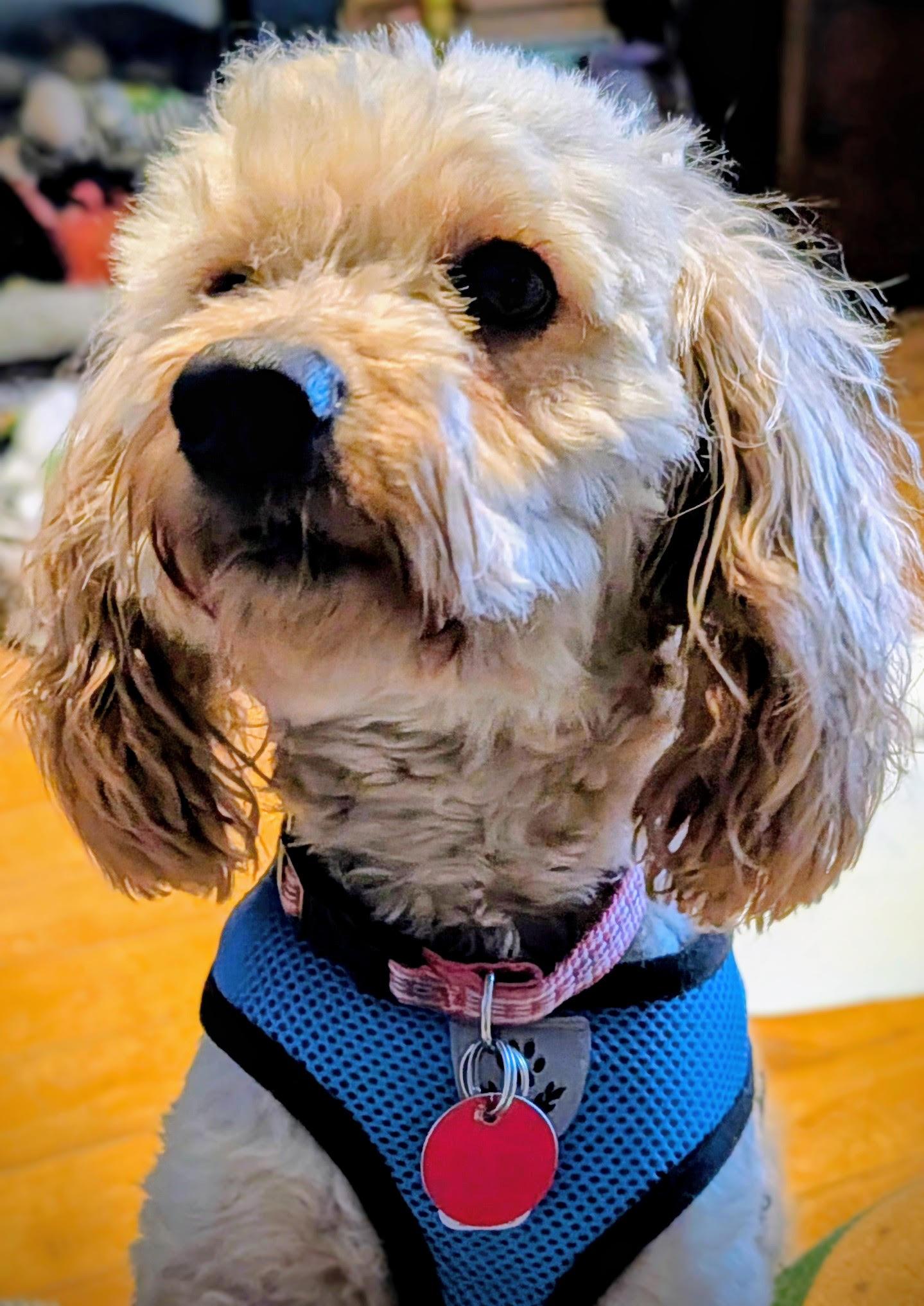 Enlarge Matty, a Adoptable Poodle in Etobicoke, ON image 2/3