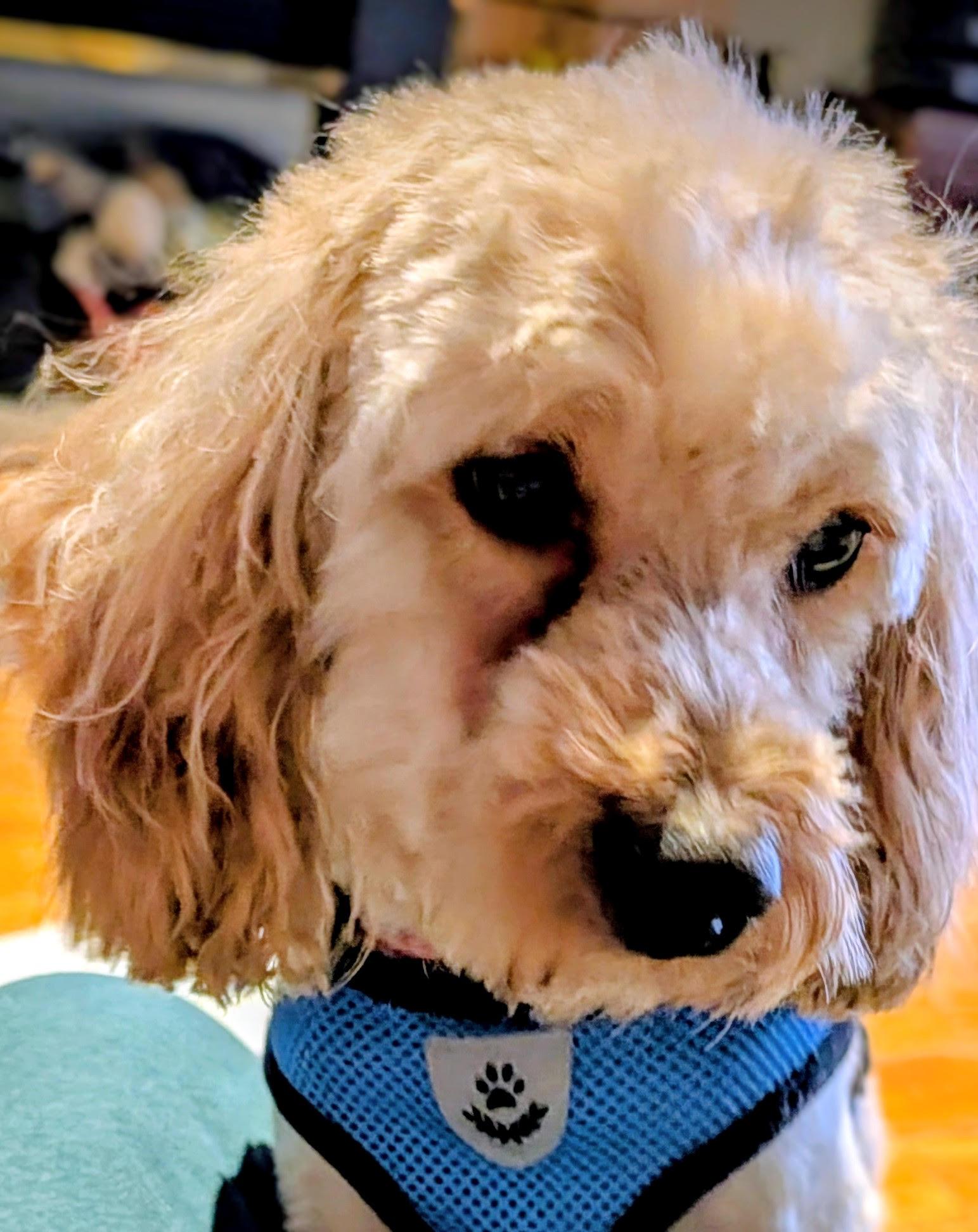 Enlarge Matty, a Adoptable Poodle in Etobicoke, ON image 3/3