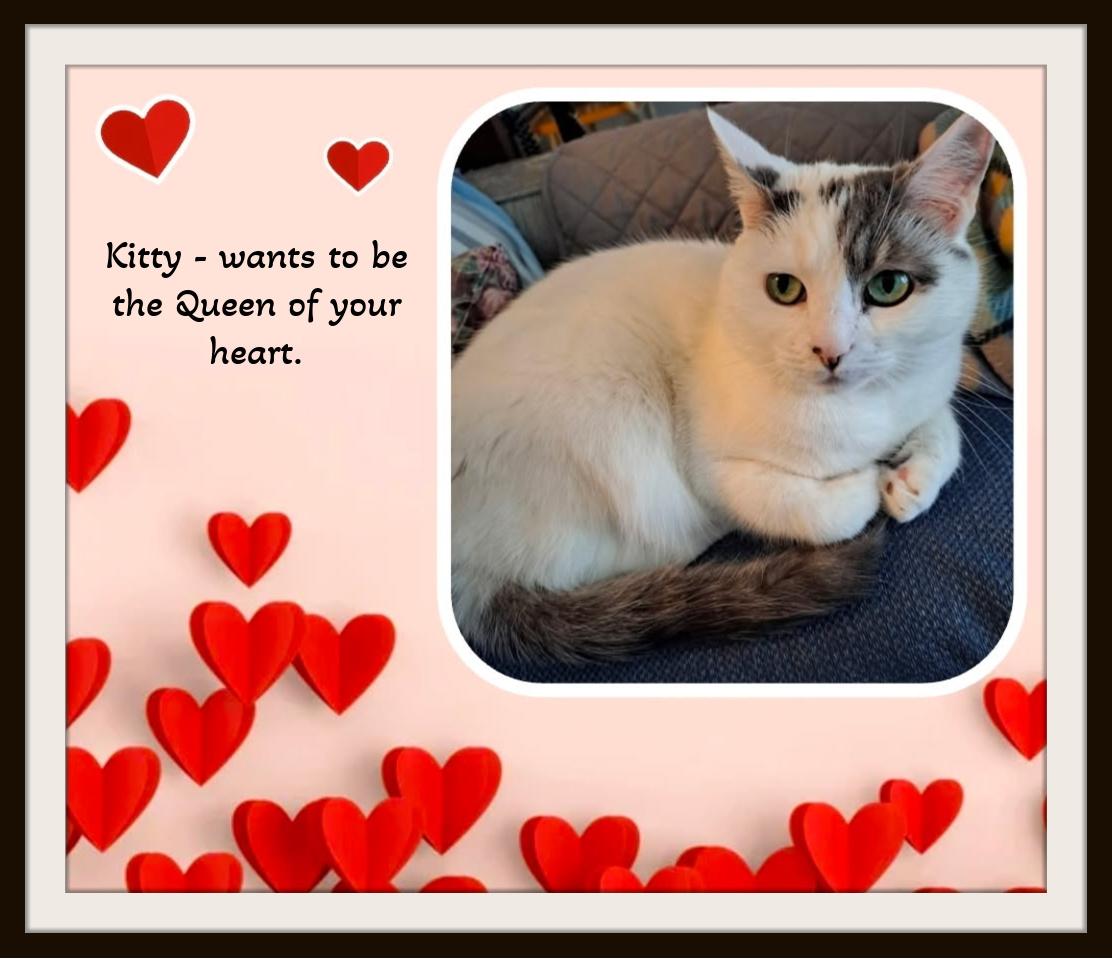 Kitty — Needs A Second Chance at Someone's Heart, Adoptable, Adult Female Domestic Short Hair & Snowshoe.