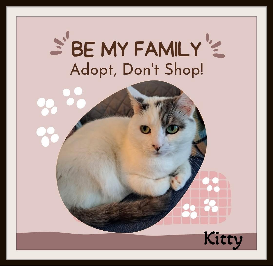 Enlarge Kitty — Needs A Second Chance at Someone's Heart, a Adoptable mixed breed in Winston Salem, NC image 4/4