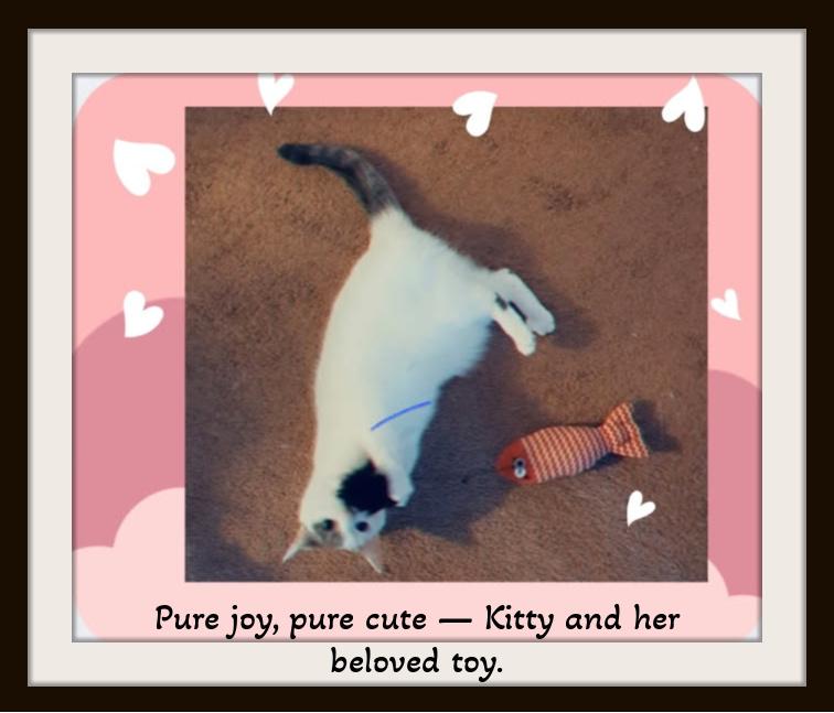 Enlarge Kitty — Needs A Second Chance at Someone's Heart, a Adoptable mixed breed in Winston Salem, NC image 2/4