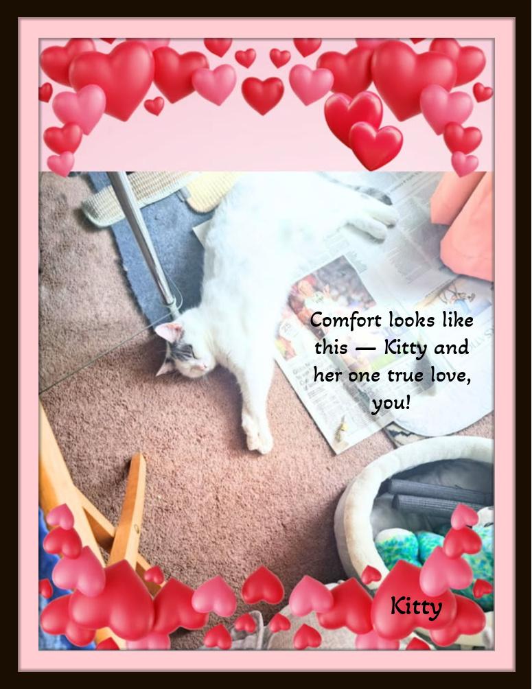 Enlarge Kitty — Needs A Second Chance at Someone's Heart, a Adoptable mixed breed in Winston Salem, NC image 3/4