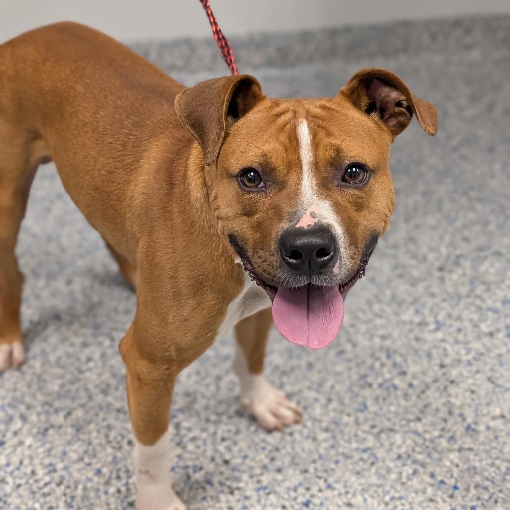Grant, Adoptable, Adult Male Mixed Breed.