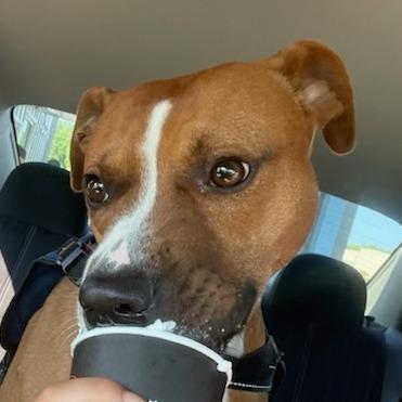 Grant, a Adoptable Mixed Breed in Greenville, SC image 2/5