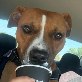 Grant, a Adoptable Mixed Breed in Greenville, SC image 3/5