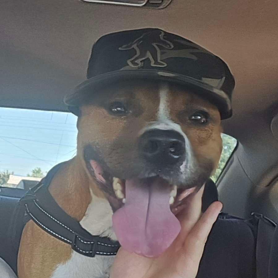 Grant, a Adoptable Mixed Breed in Greenville, SC image 5/5