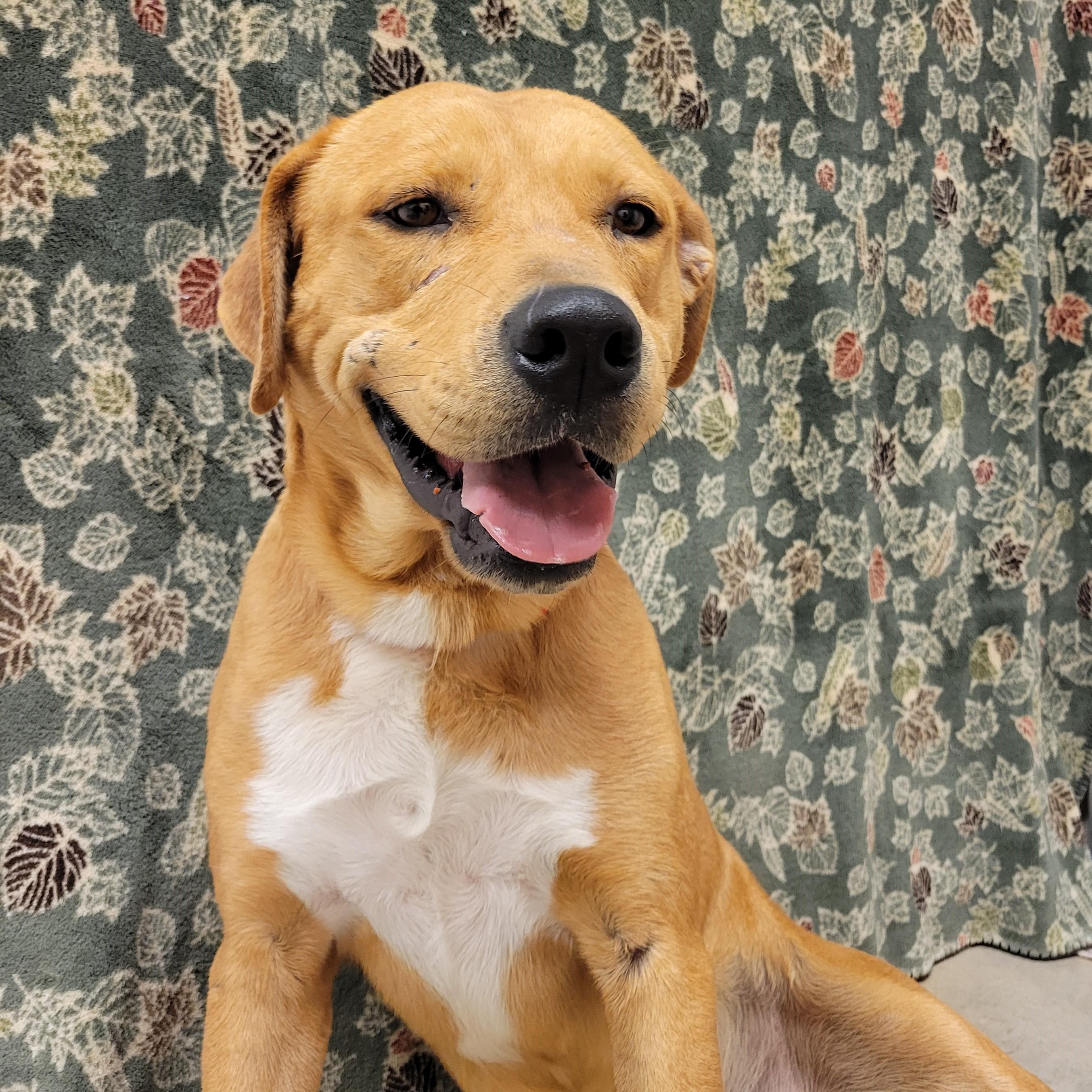 Enlarge Brahm, a Adoptable mixed breed in ALPINE, TX image 3/6