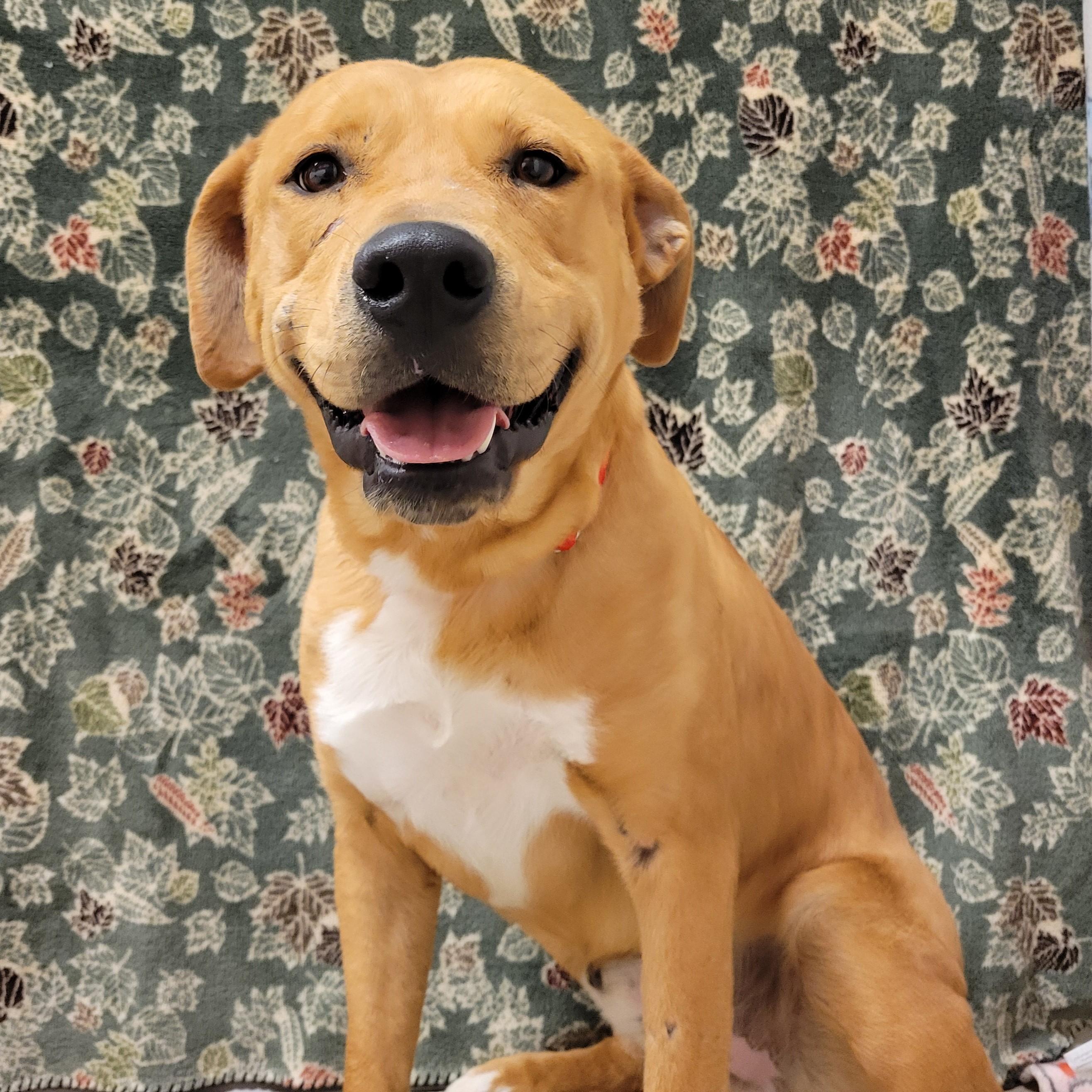 Enlarge Brahm, a Adoptable mixed breed in ALPINE, TX image 5/6