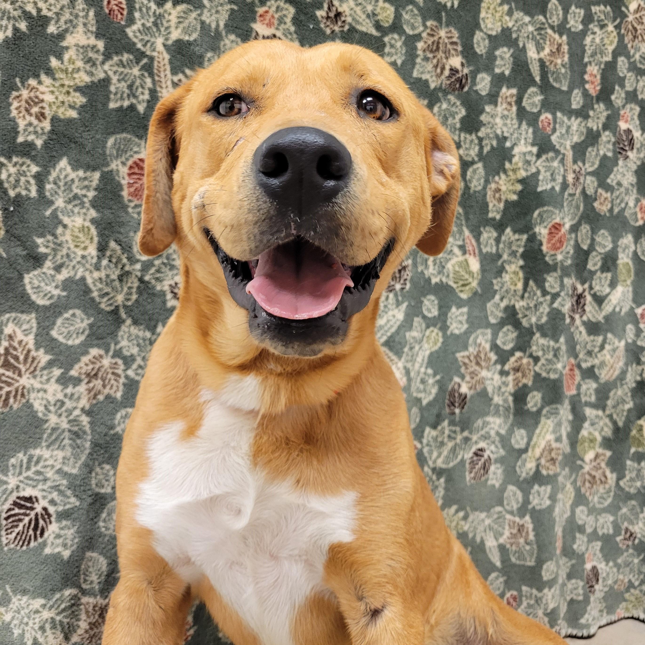 Enlarge Brahm, a Adoptable mixed breed in ALPINE, TX image 2/6