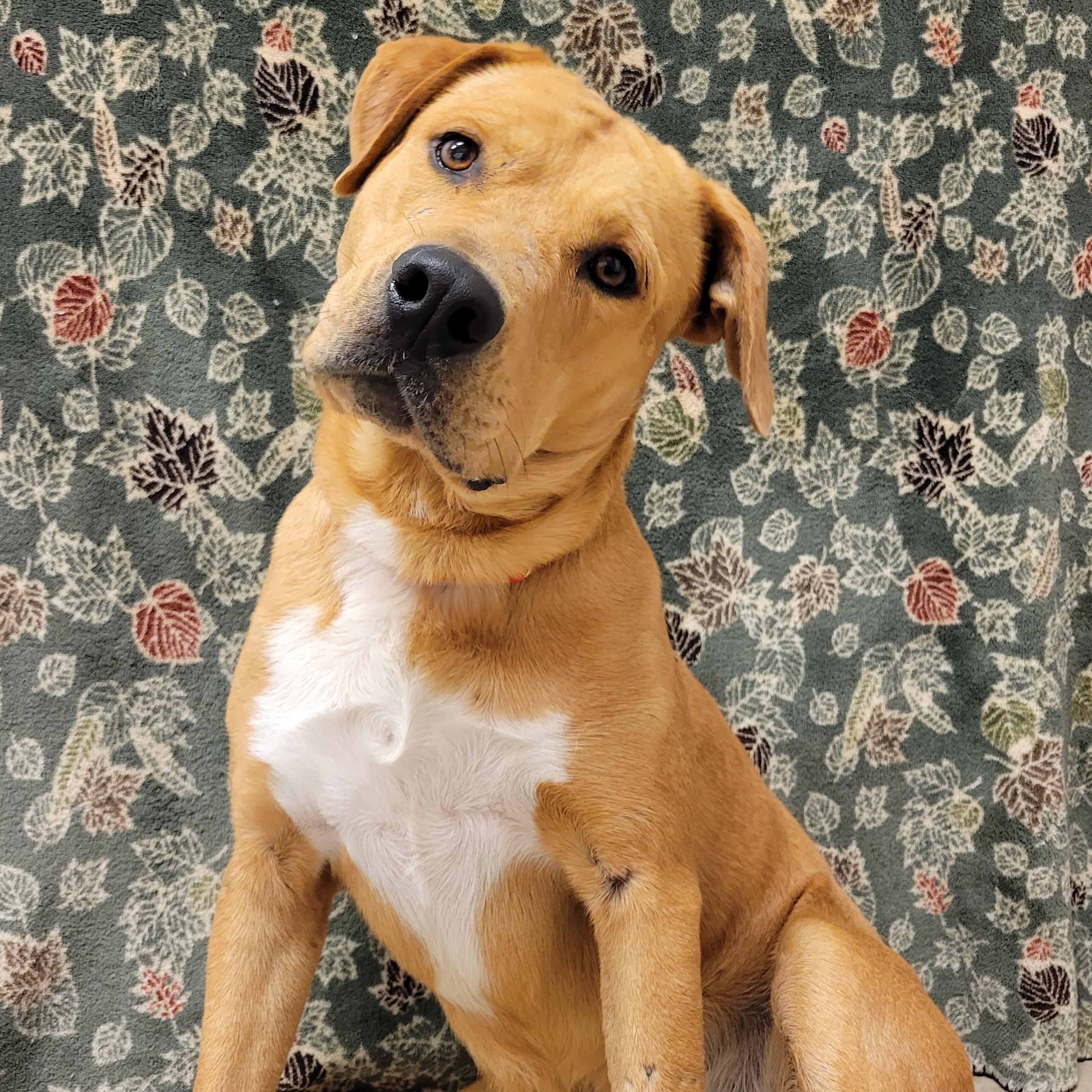 Brahm, Adoptable, Adult Male Pit Bull Terrier.