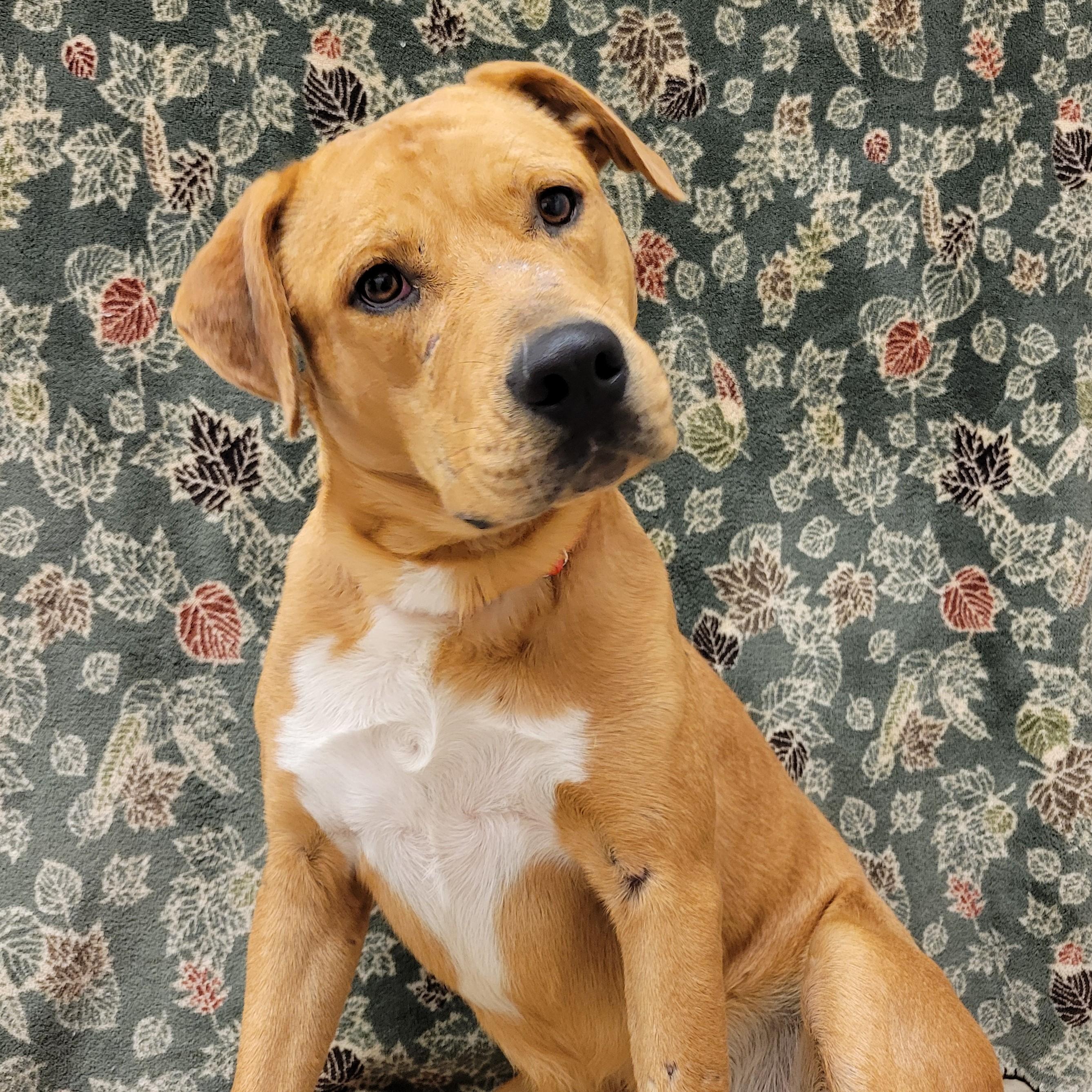 Enlarge Brahm, a Adoptable mixed breed in ALPINE, TX image 4/6