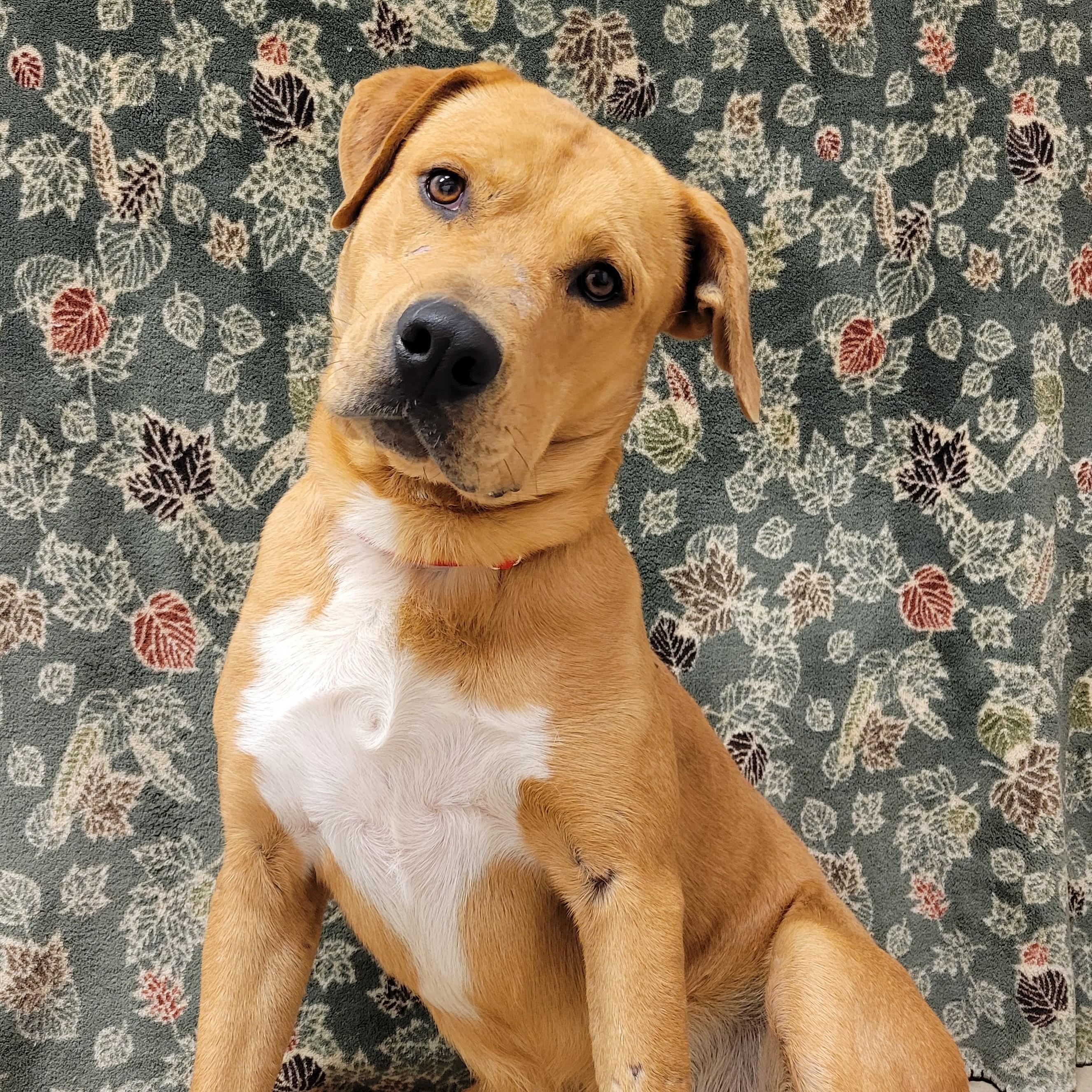 Enlarge Brahm, a Adoptable mixed breed in ALPINE, TX image 6/6