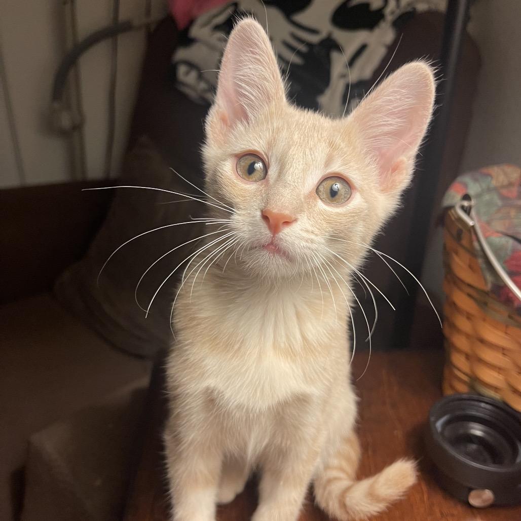 Enlarge Taz, a Adoptable Domestic Short Hair in Leander, TX image 1/4
