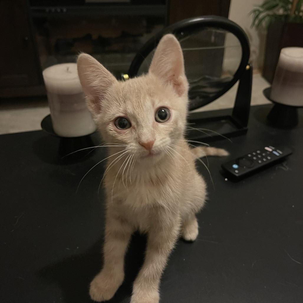 Enlarge Taz, a Adoptable Domestic Short Hair in Leander, TX image 4/4