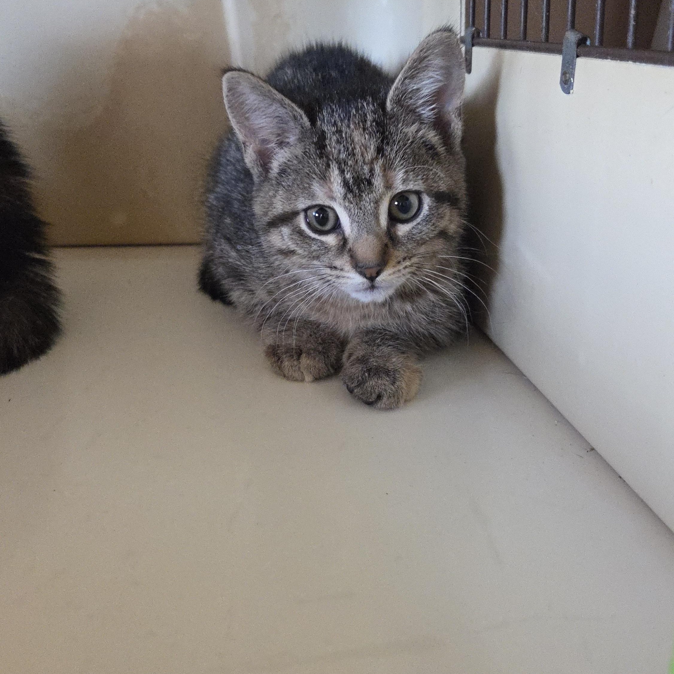 LILY, a ADOPTABLE mixed breed in Harrison, MI image 2/2