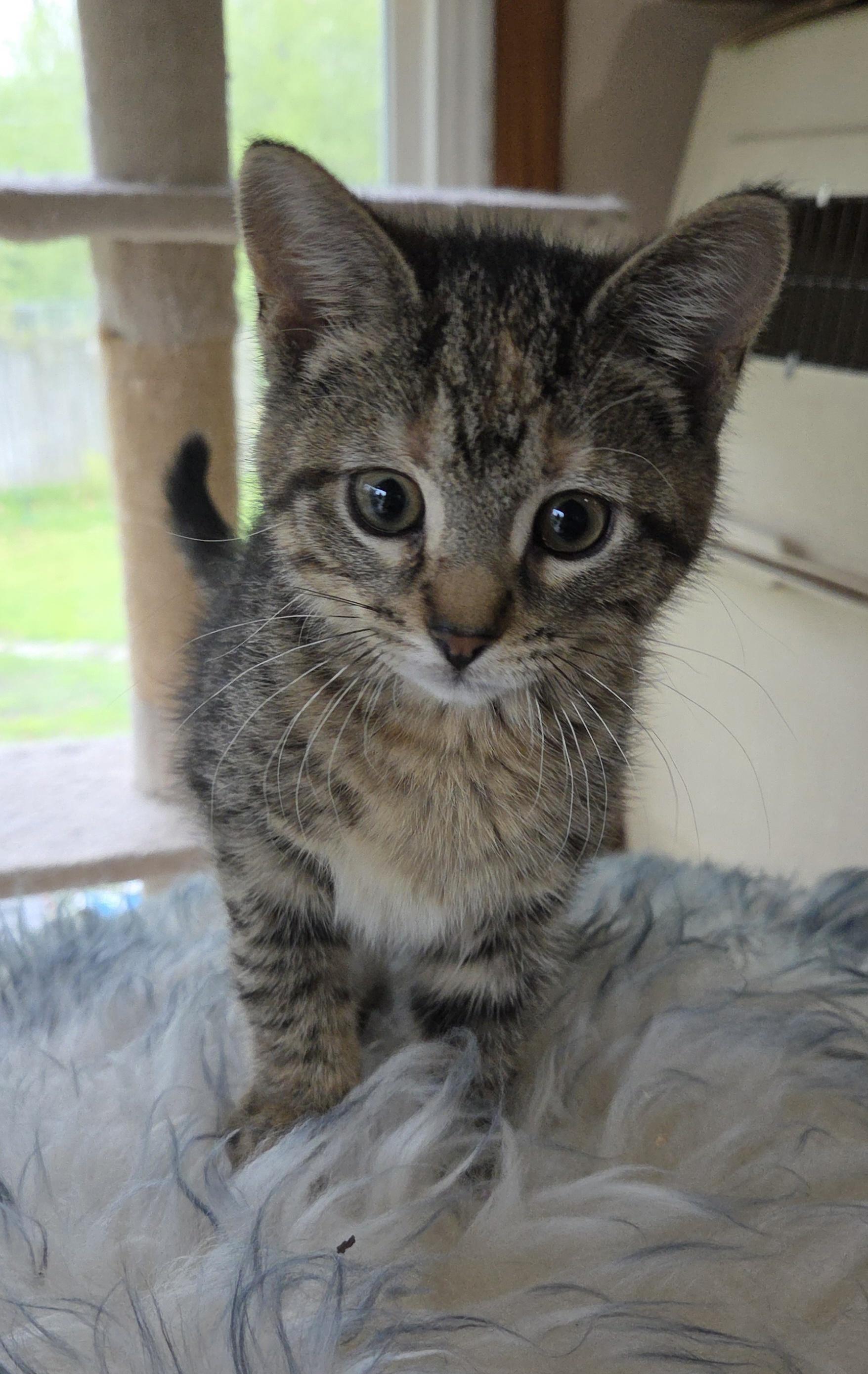 LILY, a ADOPTABLE mixed breed in Harrison, MI image 1/2