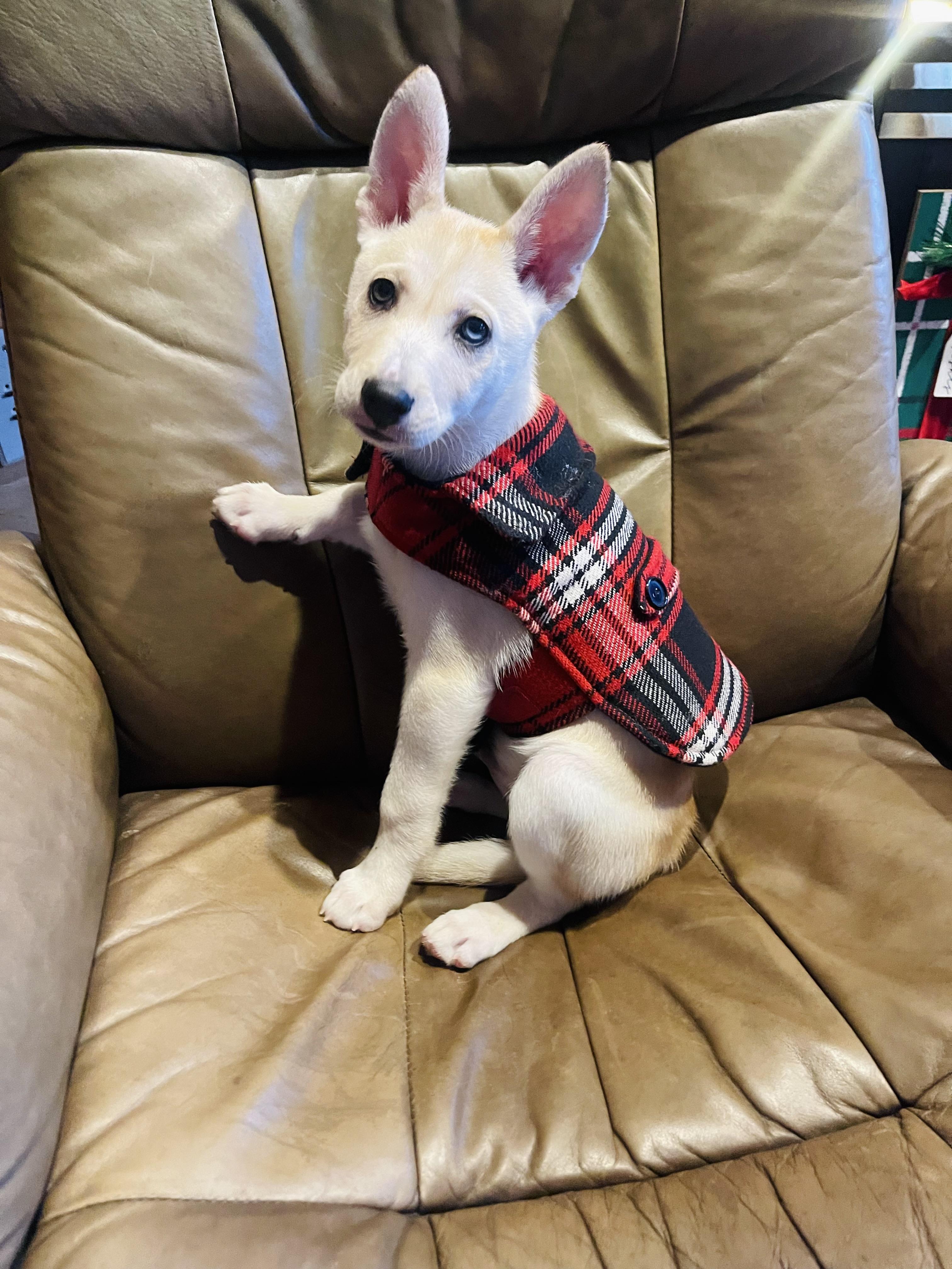 Enlarge Ace, a ADOPTABLE mixed breed in Winter, WI image 1/3