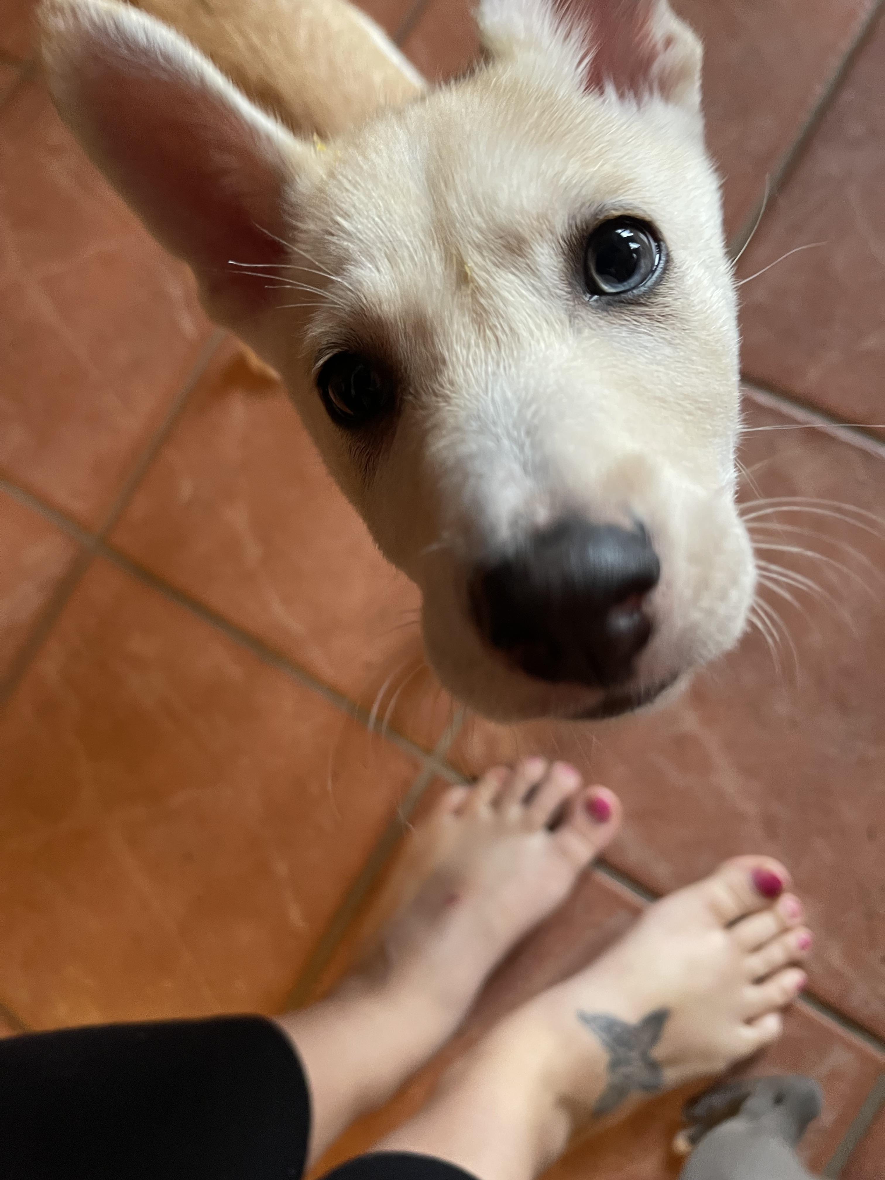 Enlarge Ace, a ADOPTABLE mixed breed in Winter, WI image 2/3