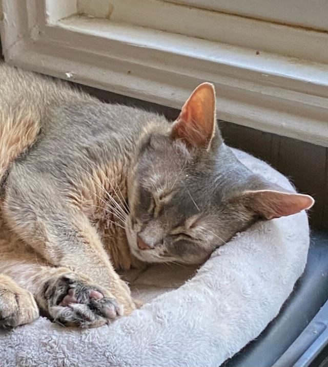 Thunder, Adoptable, Adult Male Abyssinian.