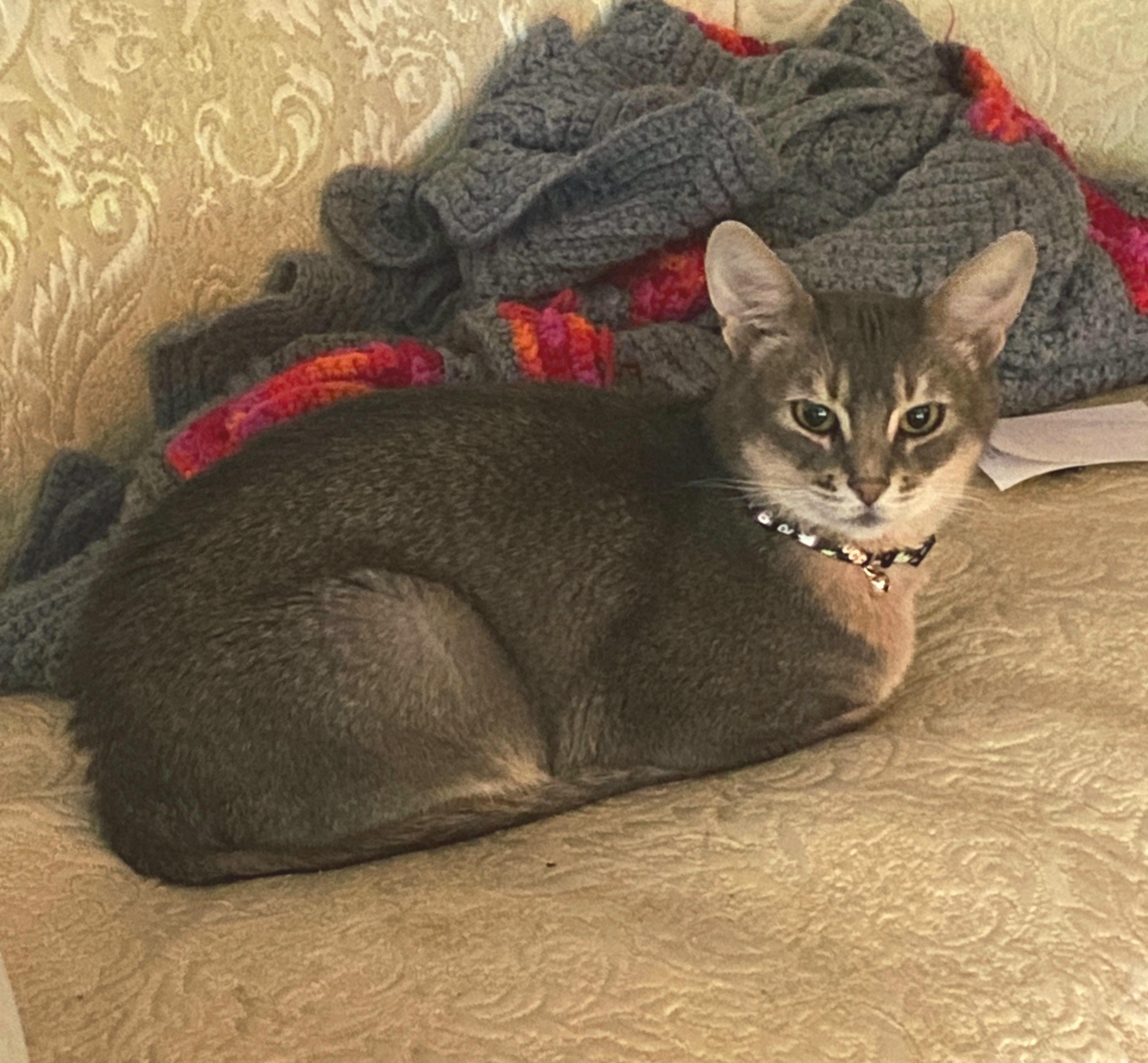 Enlarge Thunder, a Adoptable Abyssinian in Whittier, CA image 2/2