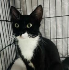 Enlarge Mary Jane, a Adoptable Domestic Short Hair in Closter, NJ image 1/2