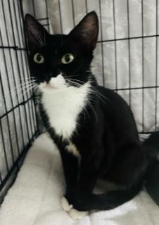 Enlarge Mary Jane, a Adoptable Domestic Short Hair in Closter, NJ image 2/2