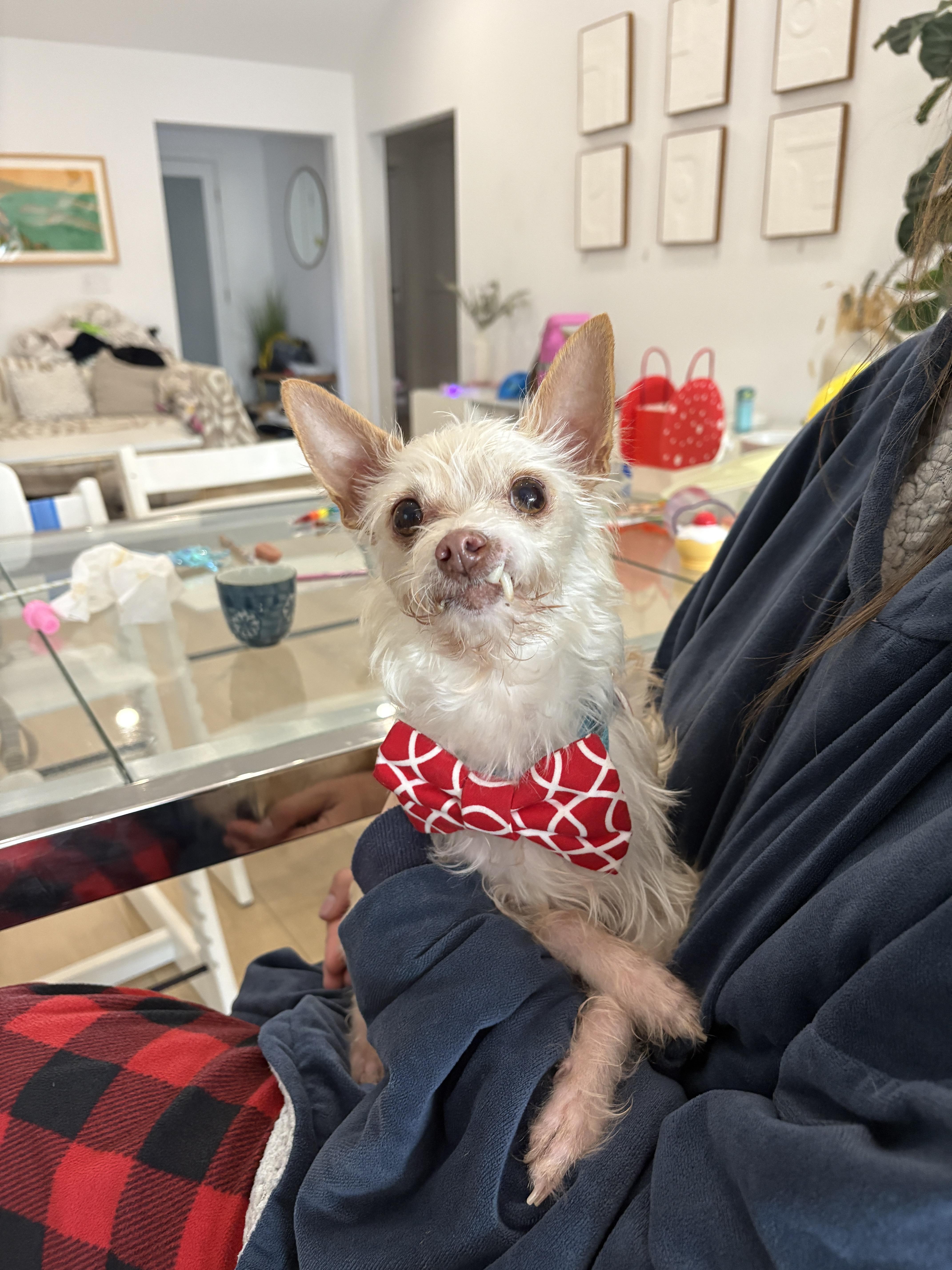 Mick Shrimpton loves everyone! , a ADOPTABLE mixed breed in Los Angeles, CA image 1/5