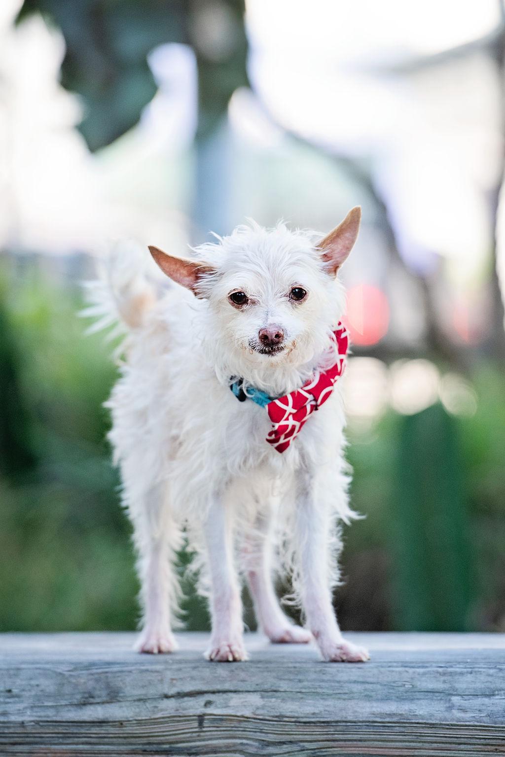 Mick Shrimpton loves everyone! , ADOPTABLE, Senior Male West Highland White Terrier / Westie & Chinese Crested Dog.