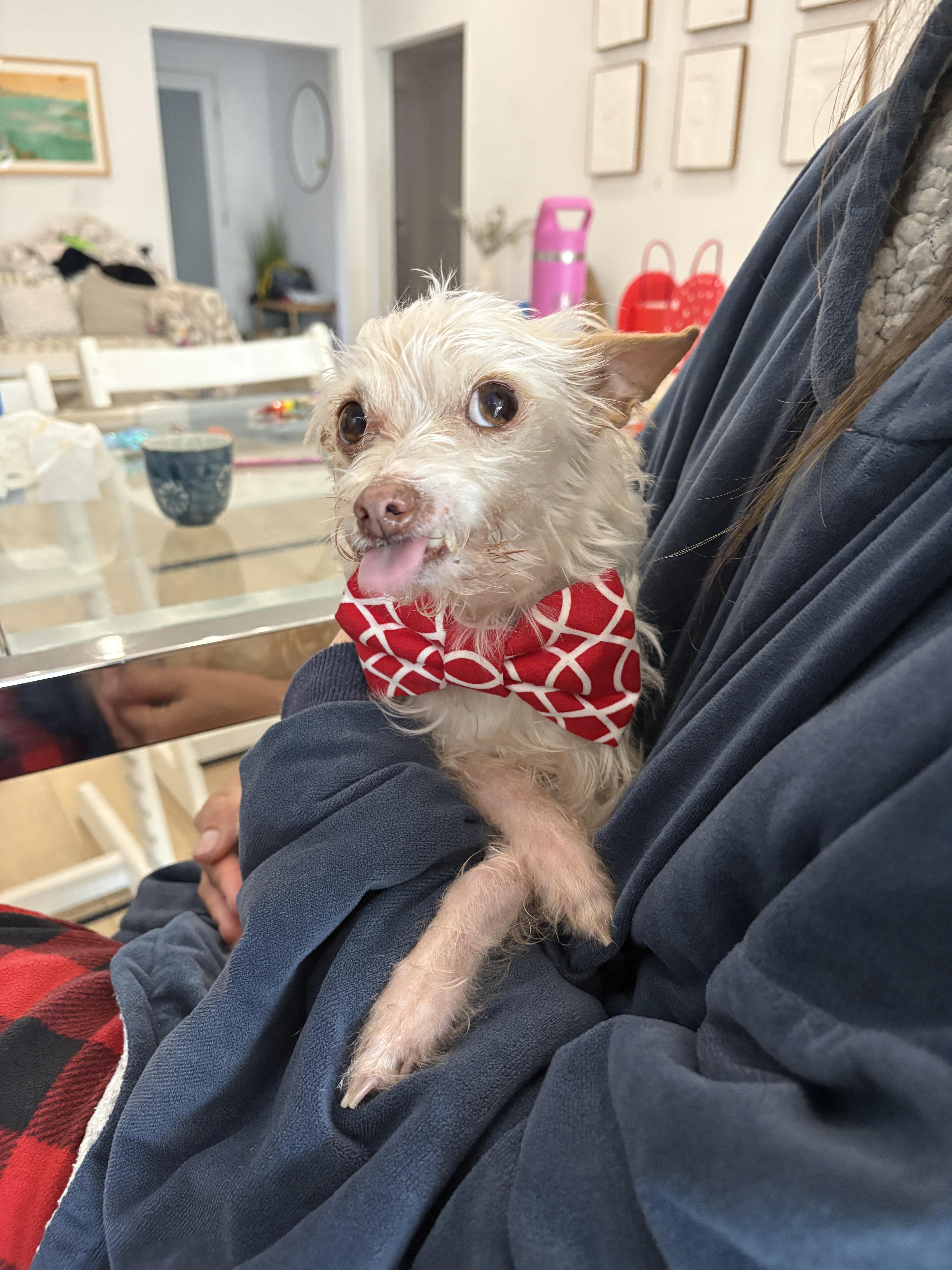 Mick Shrimpton loves everyone! , a ADOPTABLE mixed breed in Los Angeles, CA image 5/5