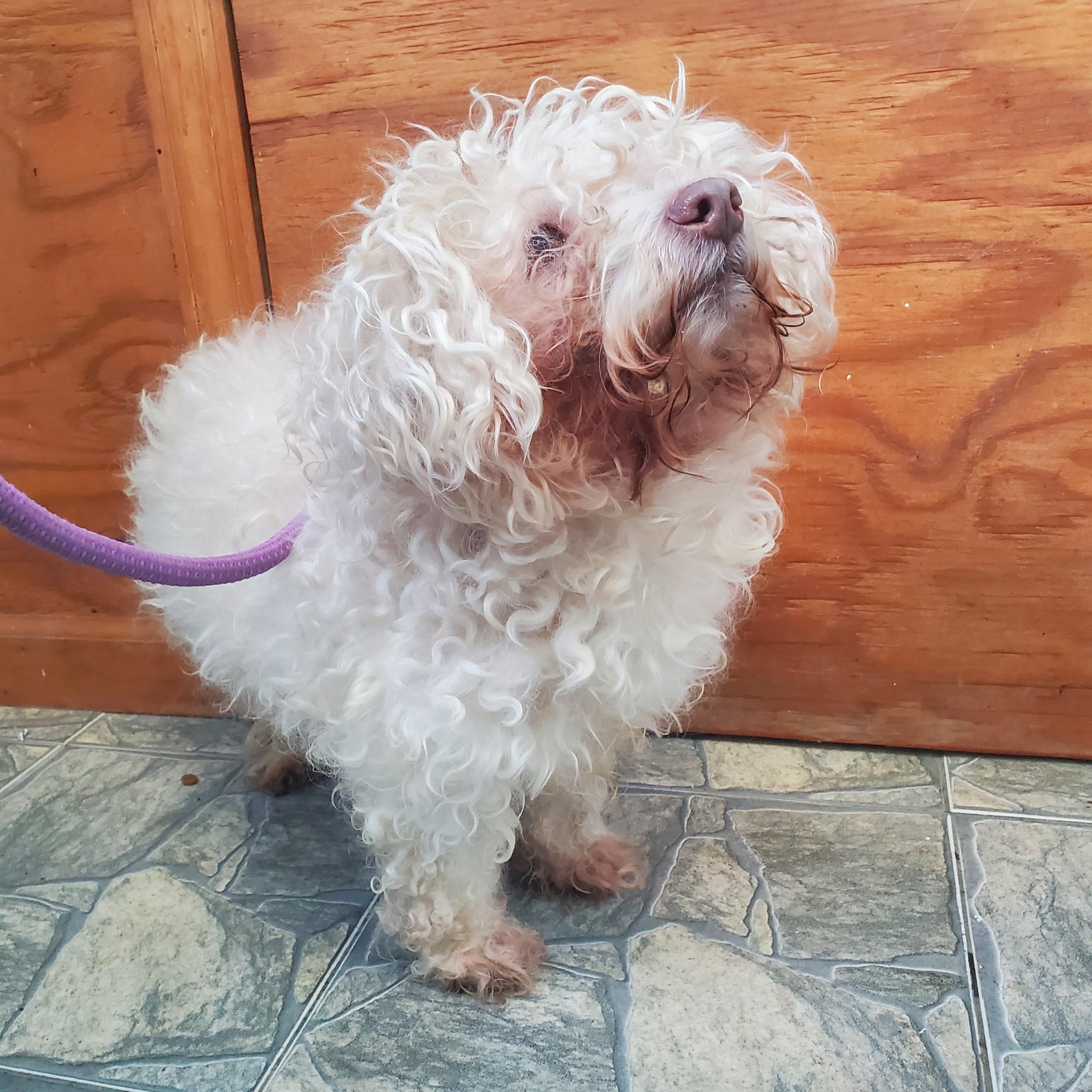 Enlarge Mario, an adopted Bichon Frise in Jersey city, NJ image 1/1