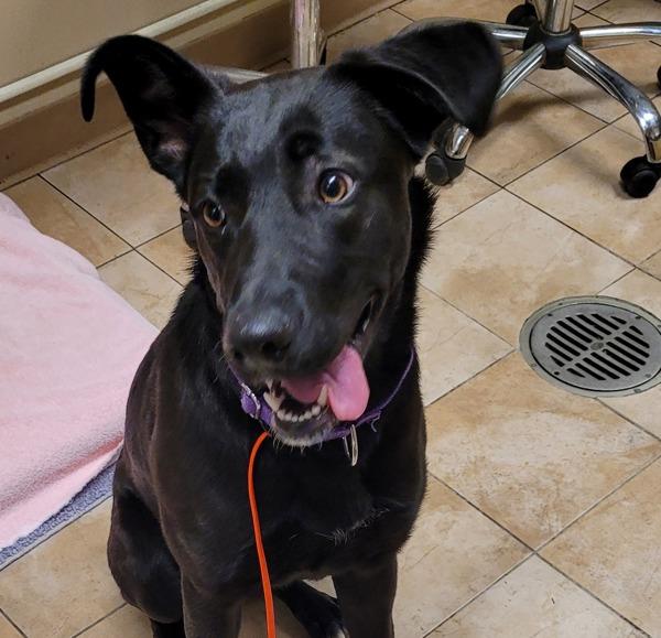 Meeka (mcas), Adoptable, Young Female Labrador Retriever.