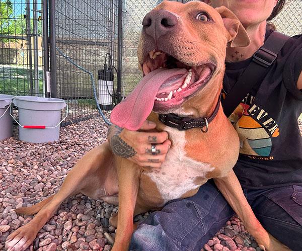 Princess **Courtesy Post. Out of town pet. See below for details**