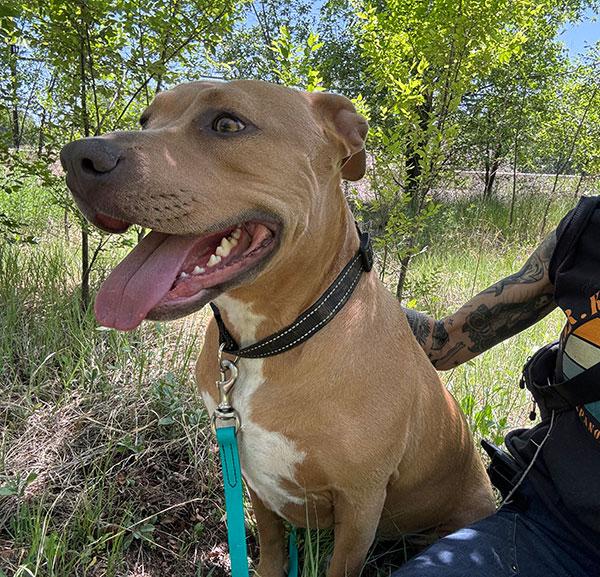 Princess **Courtesy Post. Out of town pet. See below for details**