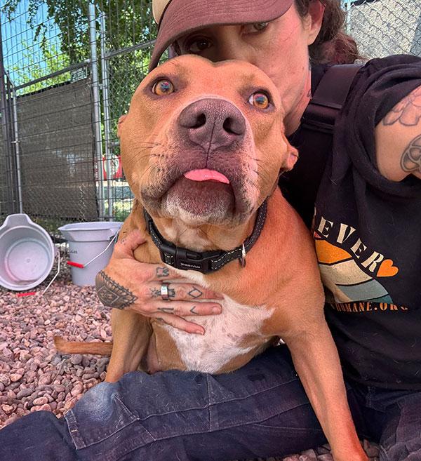 Princess **Courtesy Post. Out of town pet. See below for details**